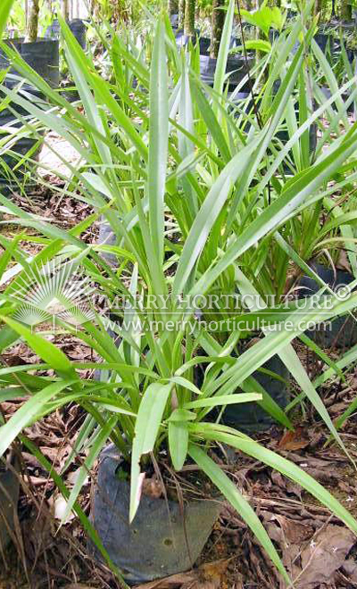 Dianella ensifolia